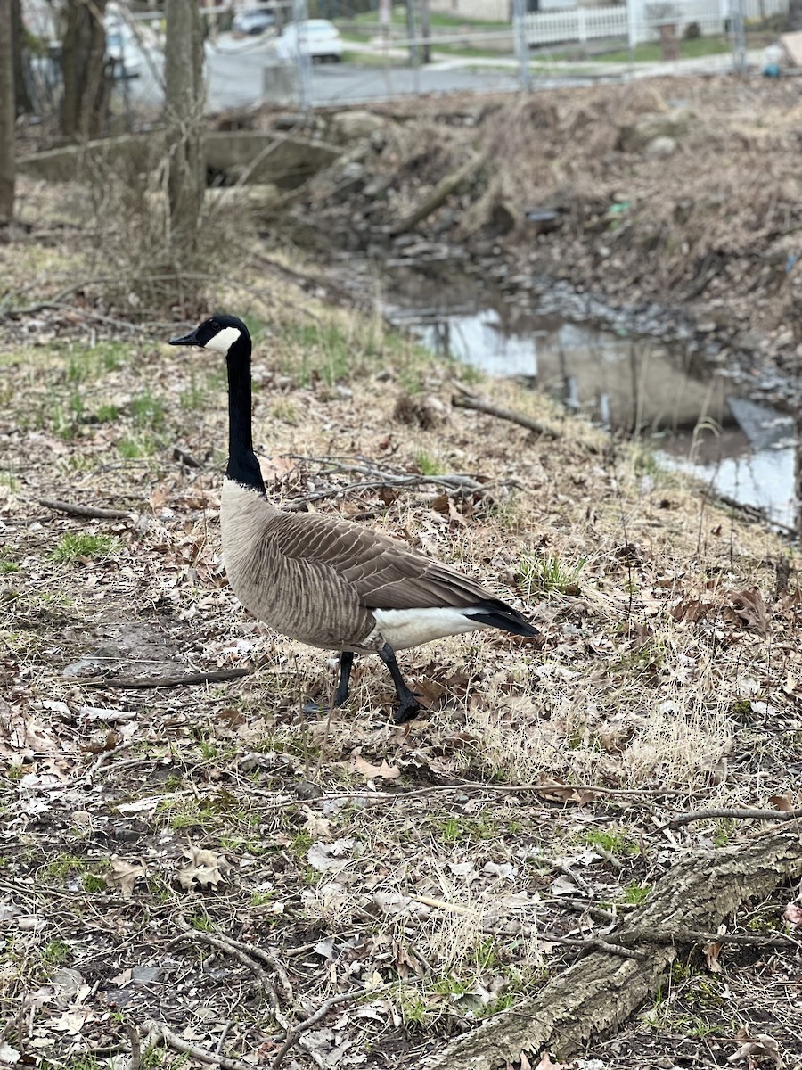 kanadagås - ML616831937