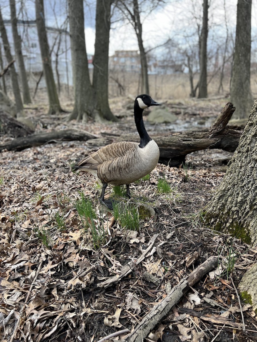 kanadagås - ML616831938