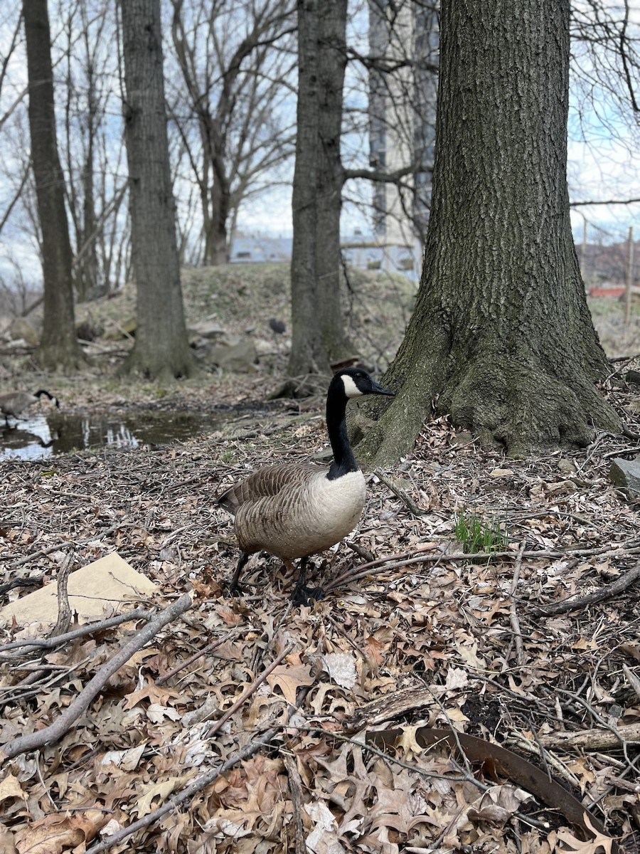 kanadagås - ML616831939