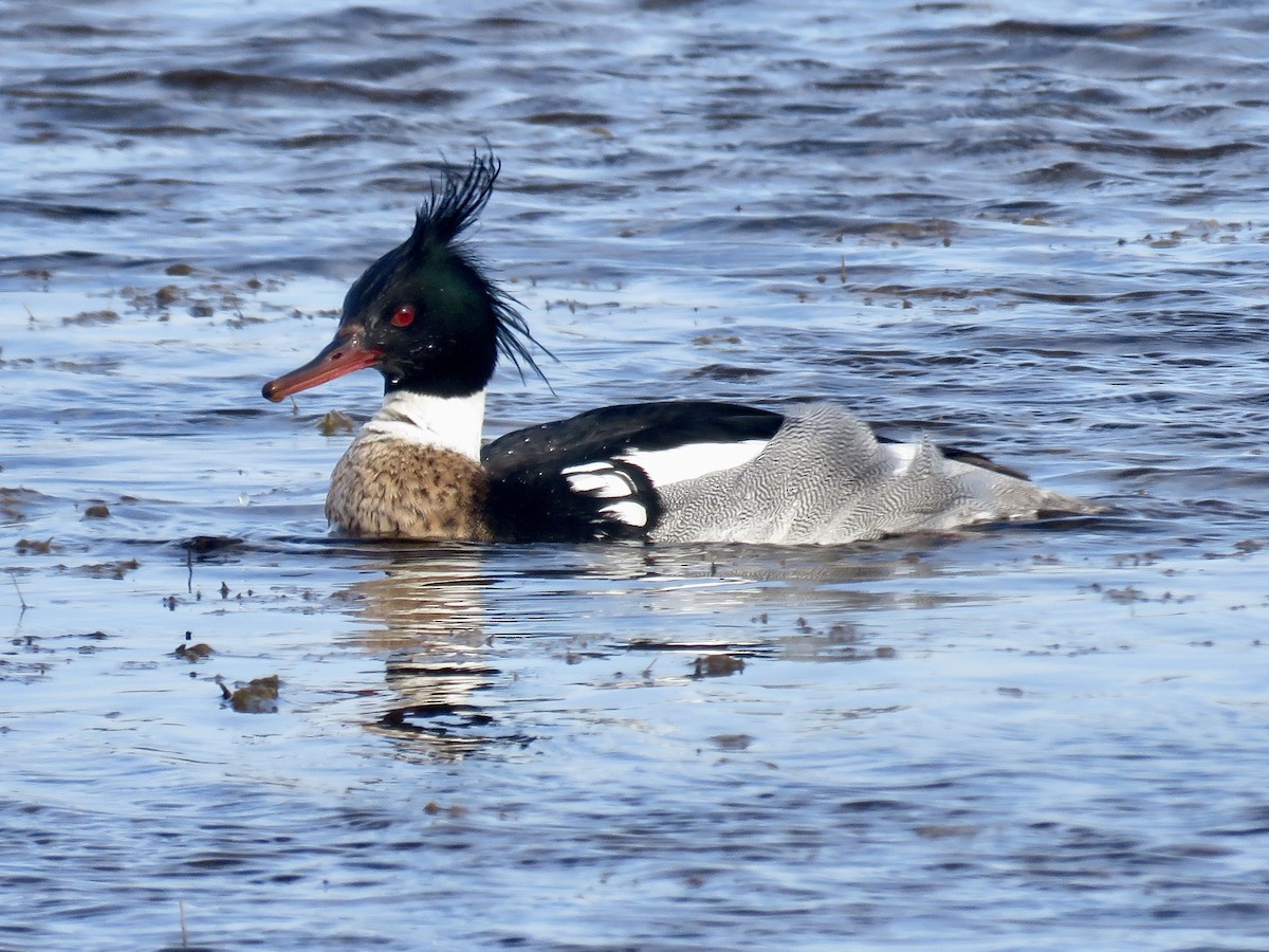 Red-breasted Merganser - ML616831958