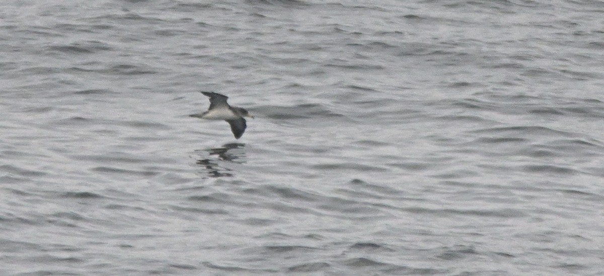 Cory's Shearwater - ML616831961