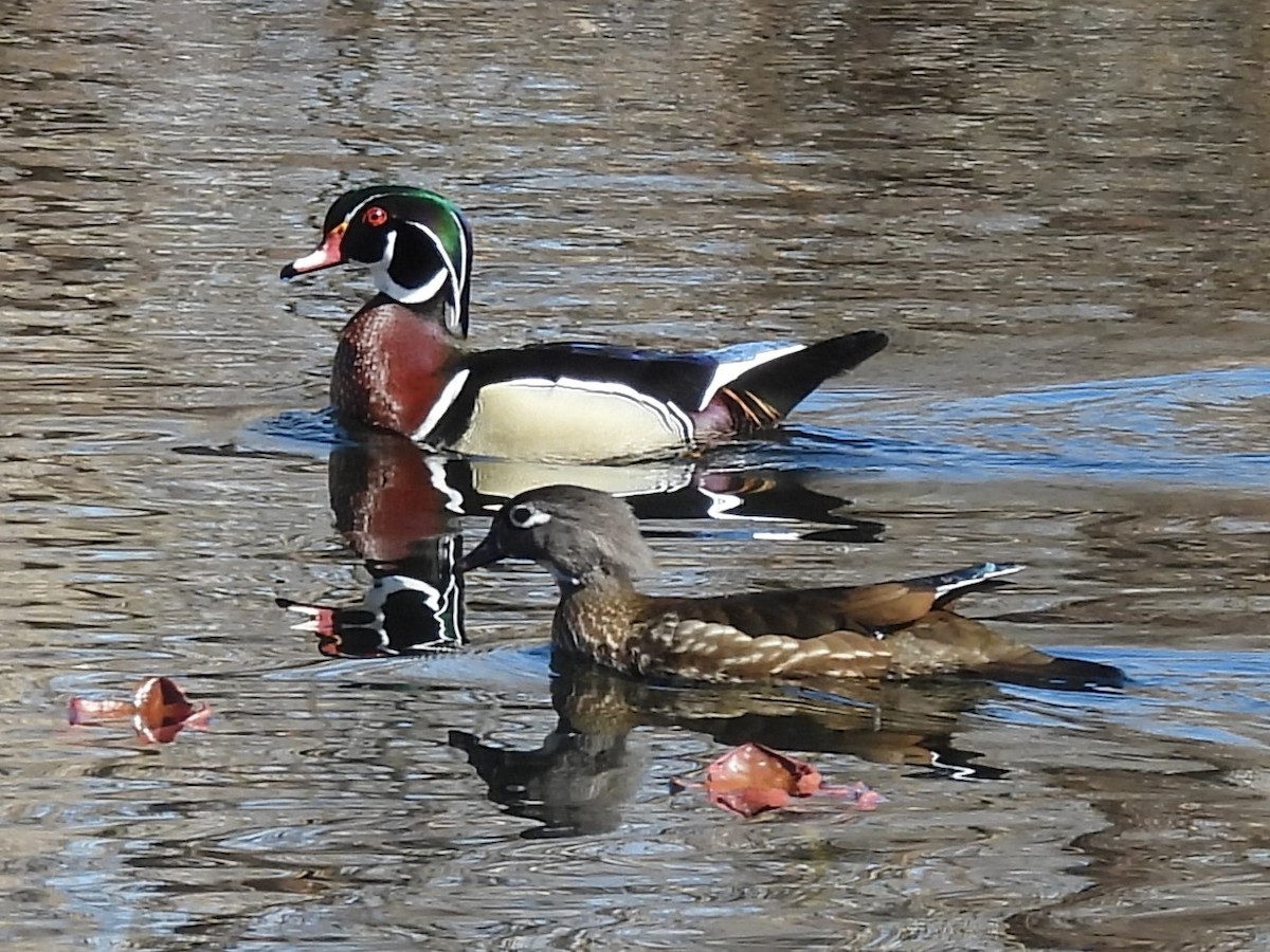 Wood Duck - J Baker