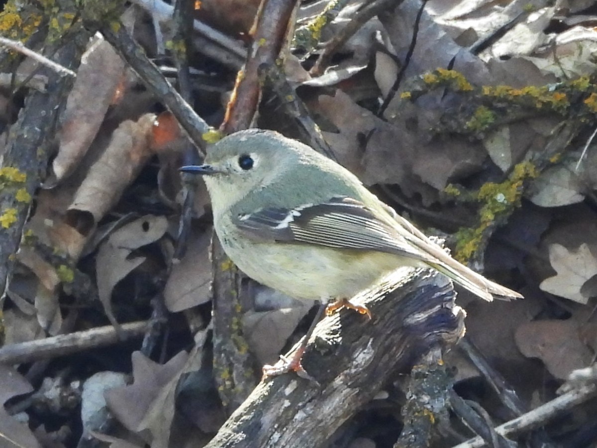 Ruby-crowned Kinglet - J Baker