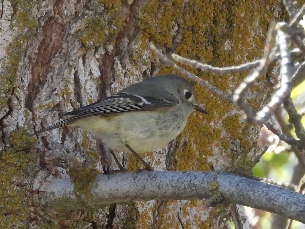 Ruby-crowned Kinglet - J Baker