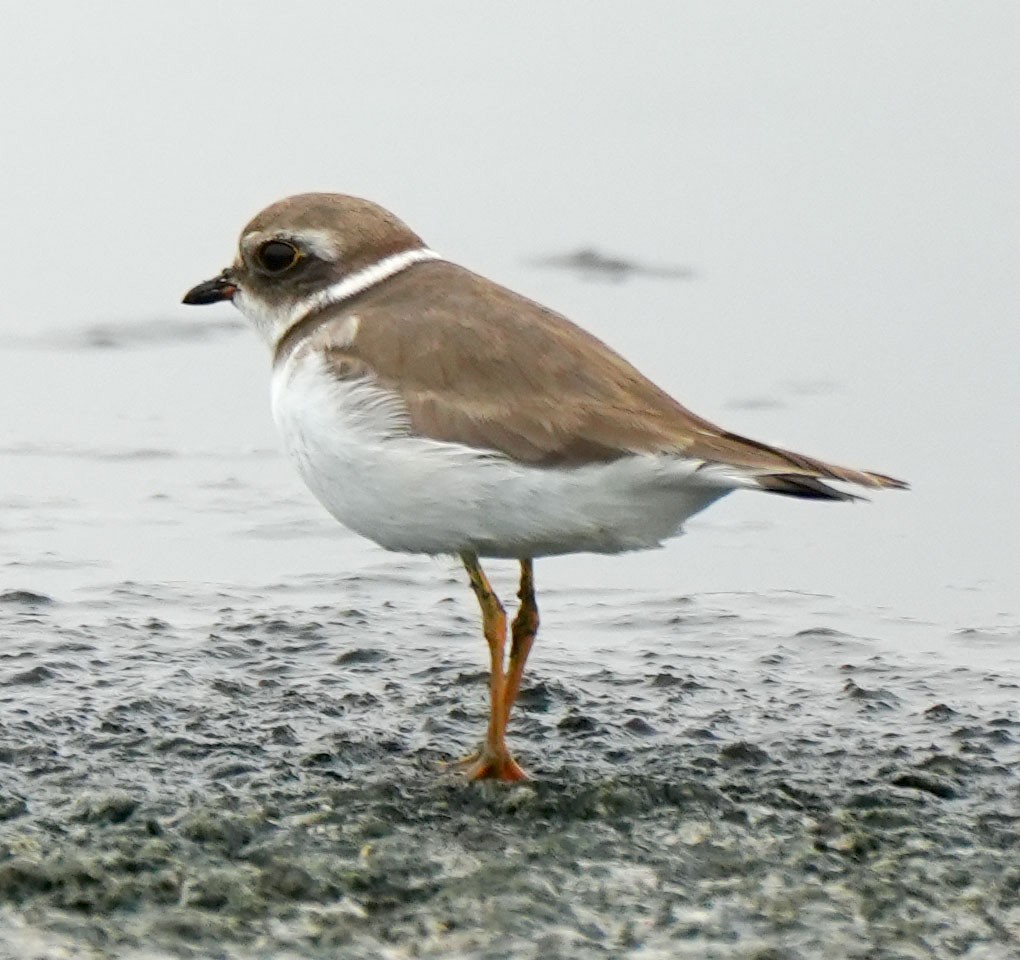 Semipalmated Plover - ML616831978
