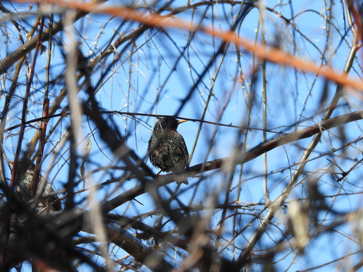 European Starling - ML616831979