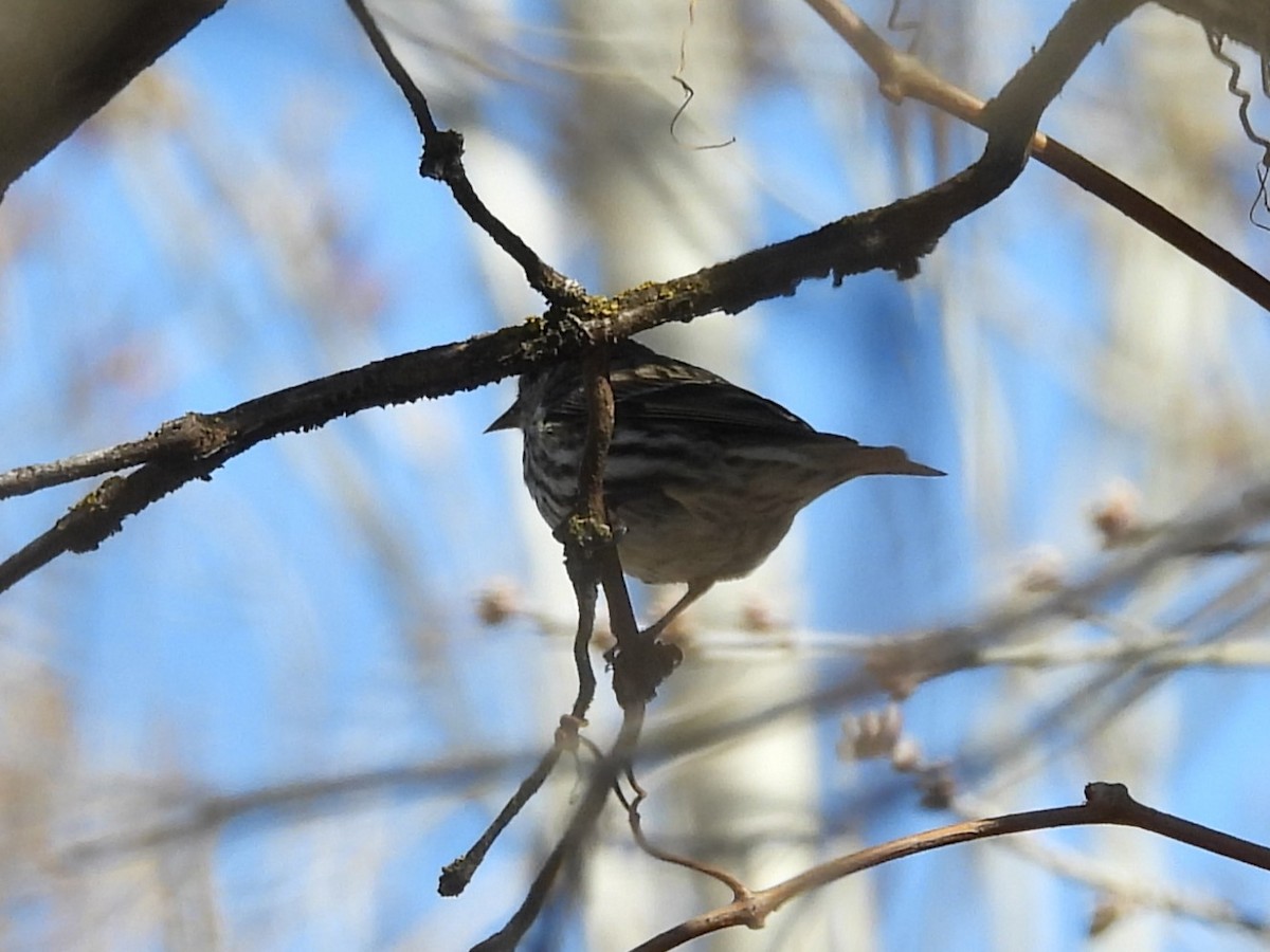 Pine Siskin - J Baker