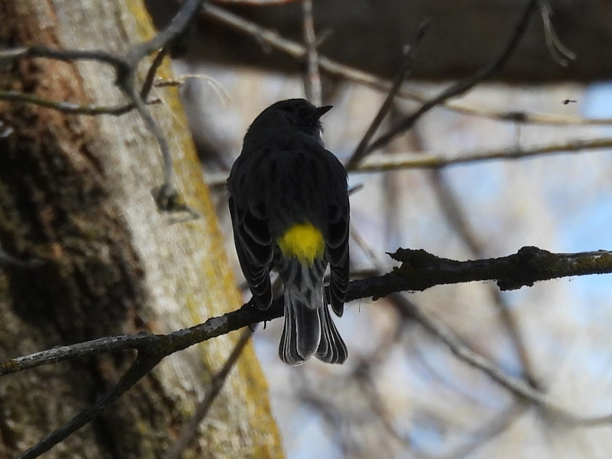 Yellow-rumped Warbler - J Baker