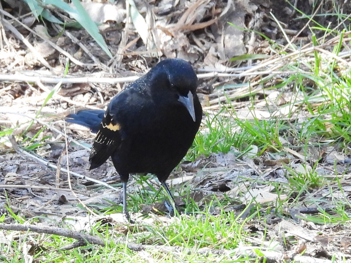 Red-winged Blackbird - J Baker