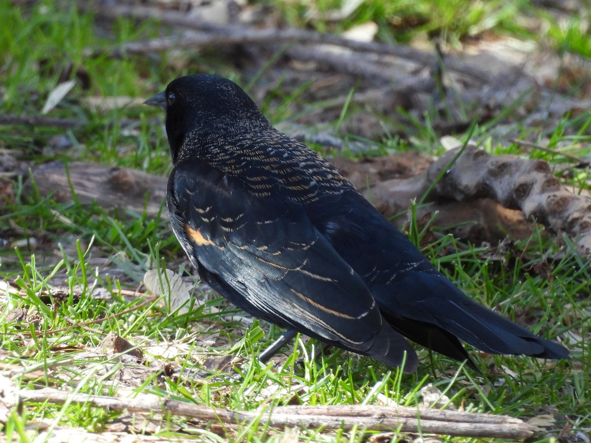 Red-winged Blackbird - ML616831993