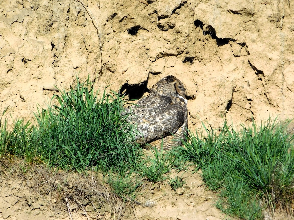 Great Horned Owl - Wally Tomlinson