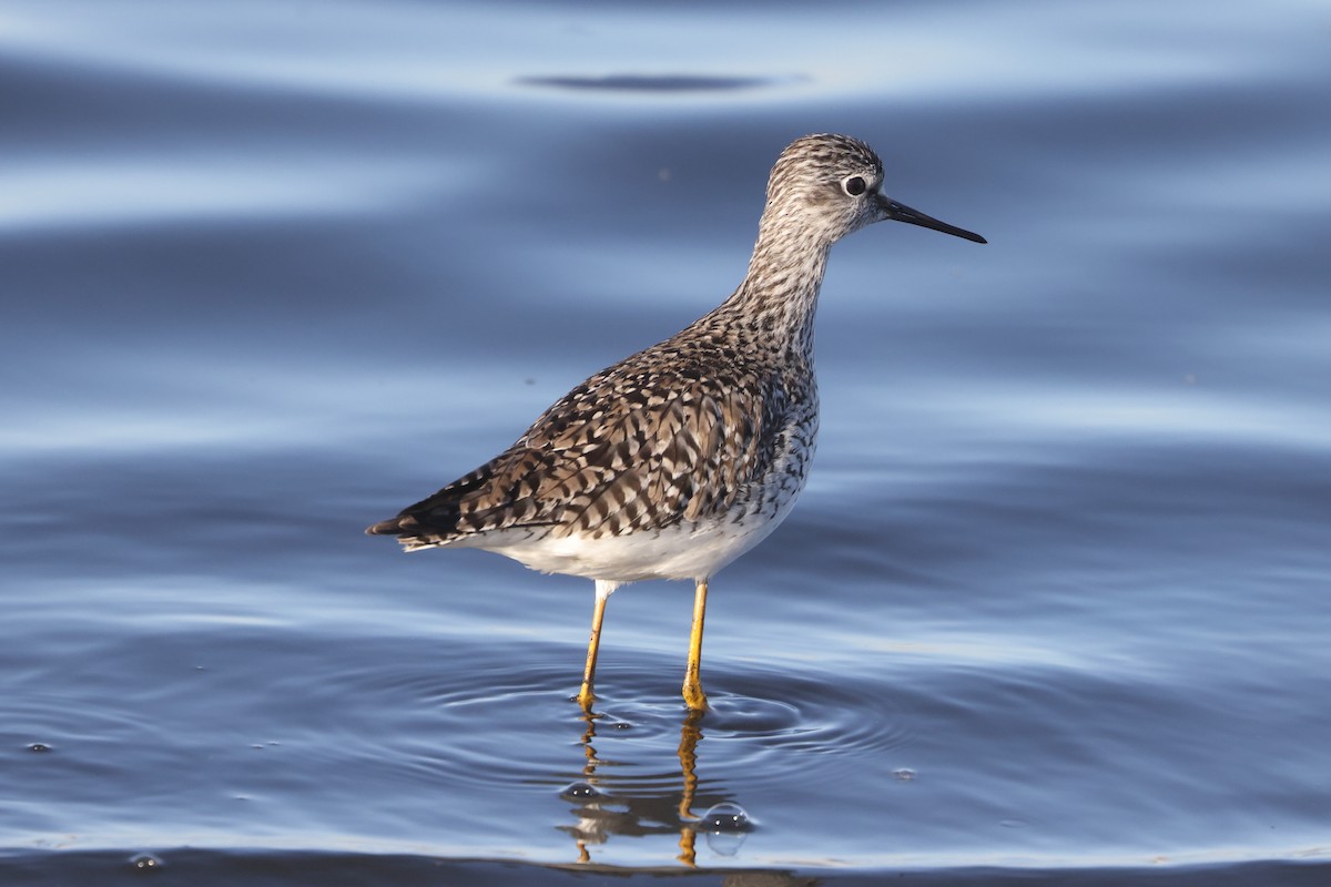 Lesser Yellowlegs - ML616832026