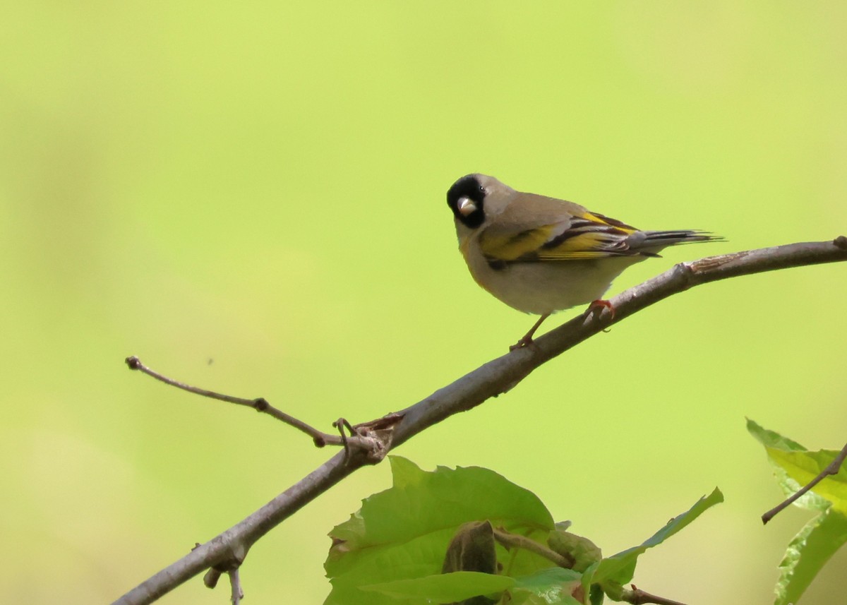 Lawrence's Goldfinch - ML616832031