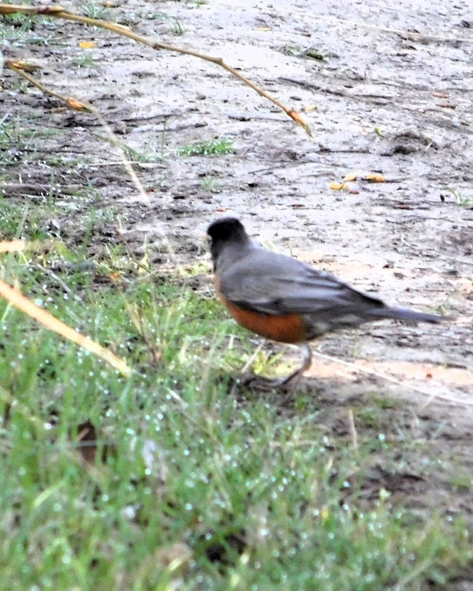 American Robin - Wally Tomlinson