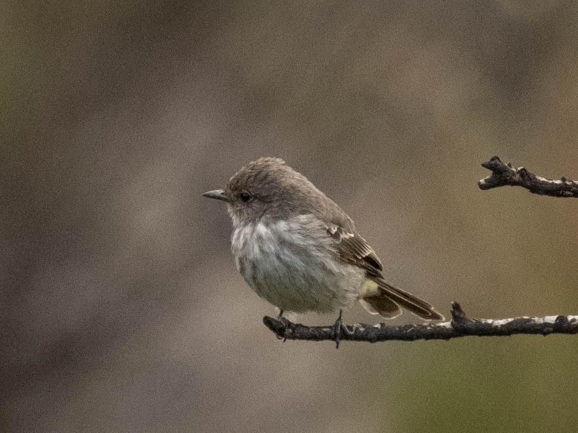 Vermilion Flycatcher (Austral) - ML616832051