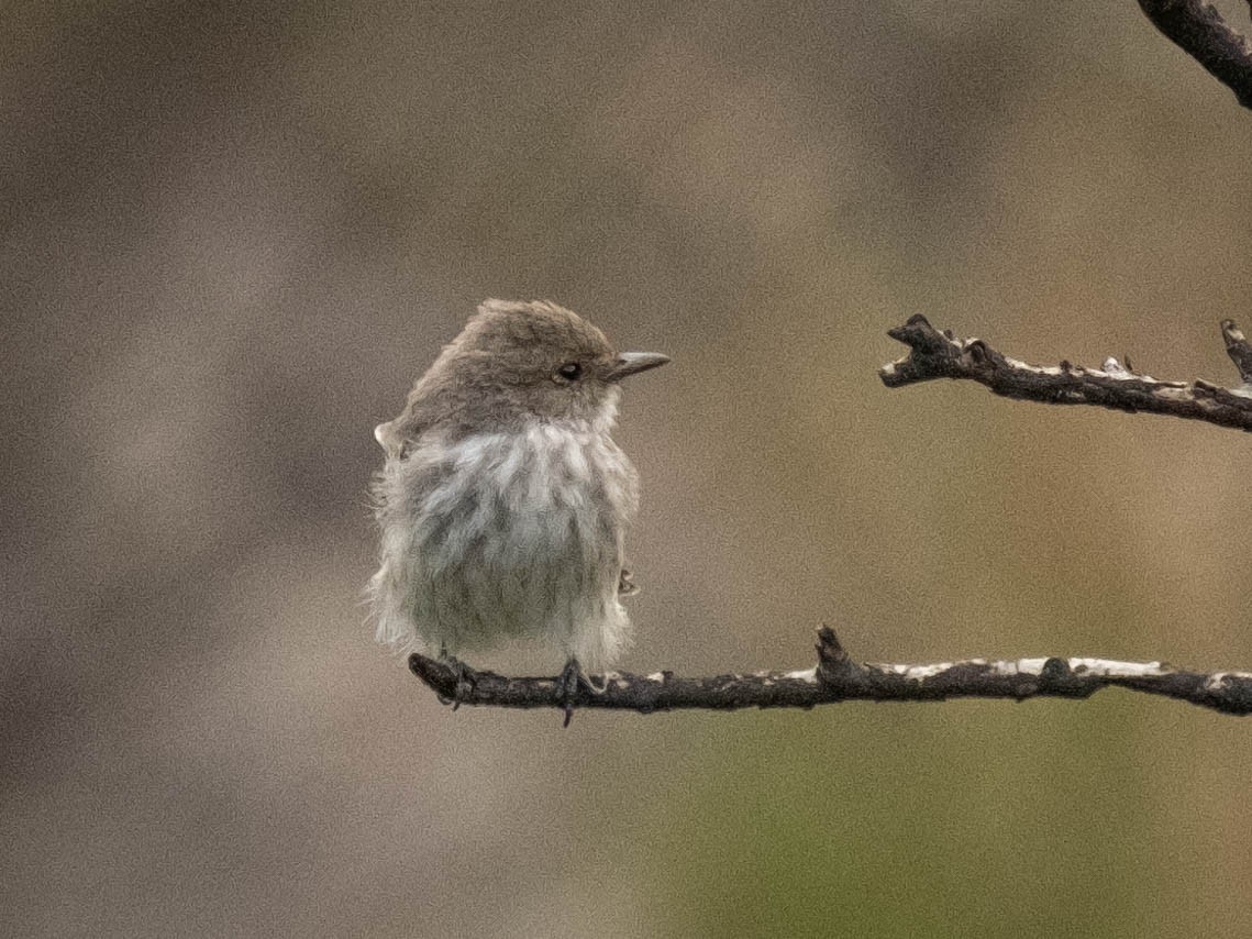 Vermilion Flycatcher (Austral) - ML616832052