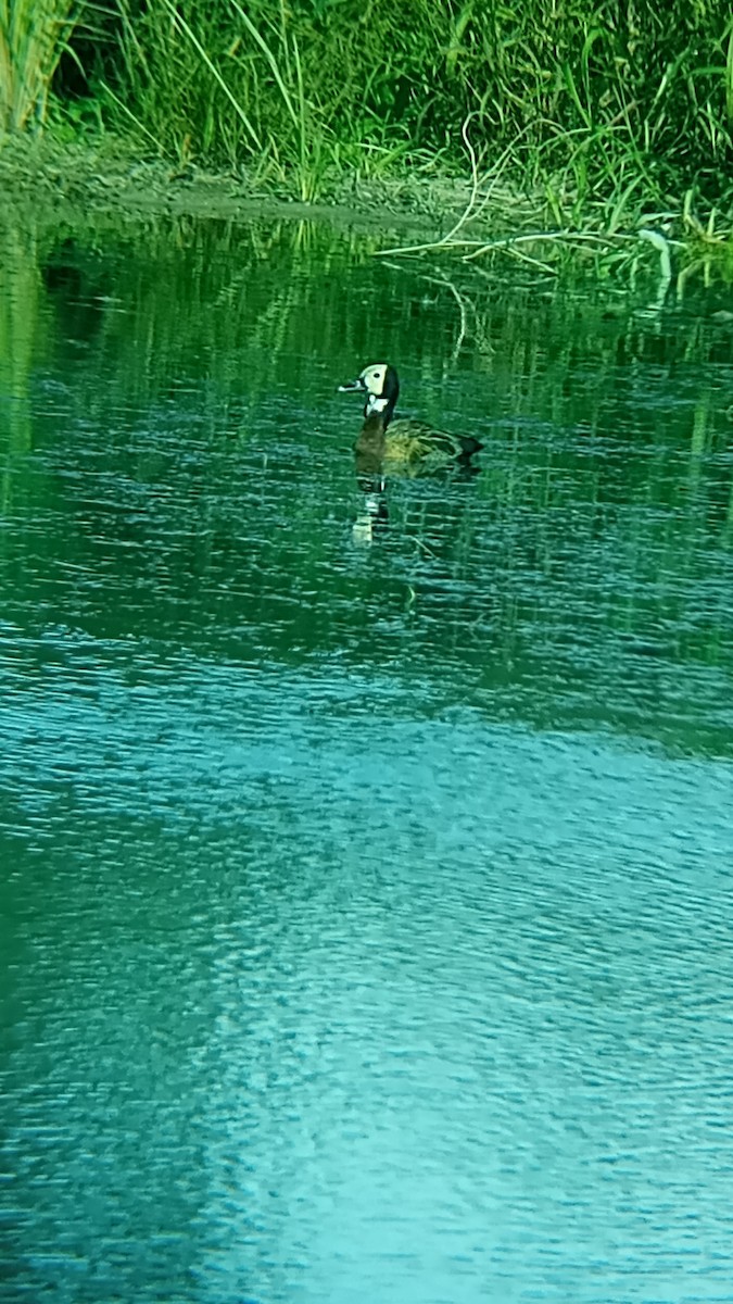 White-faced Whistling-Duck - ML616832092