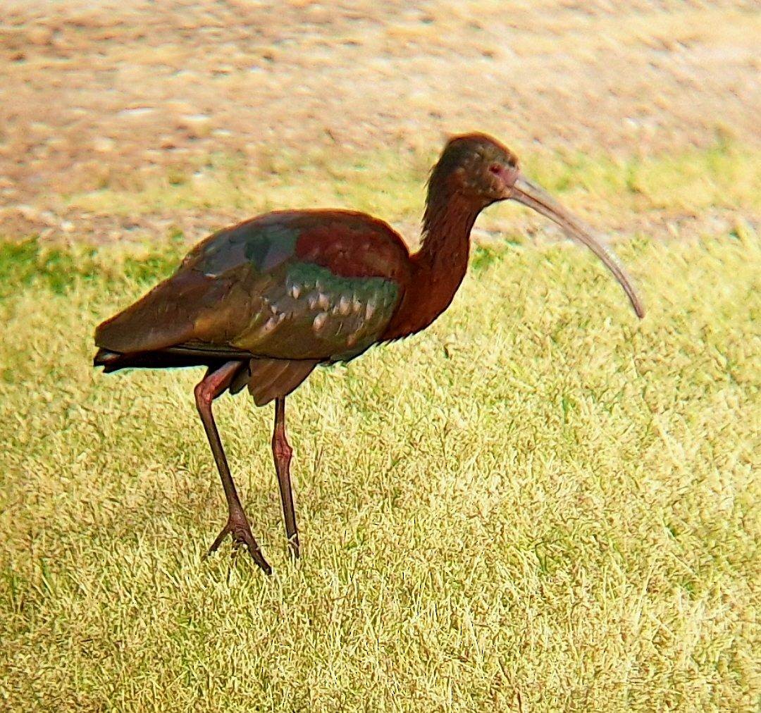 White-faced Ibis - ML616832125