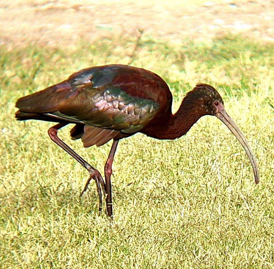 White-faced Ibis - ML616832126