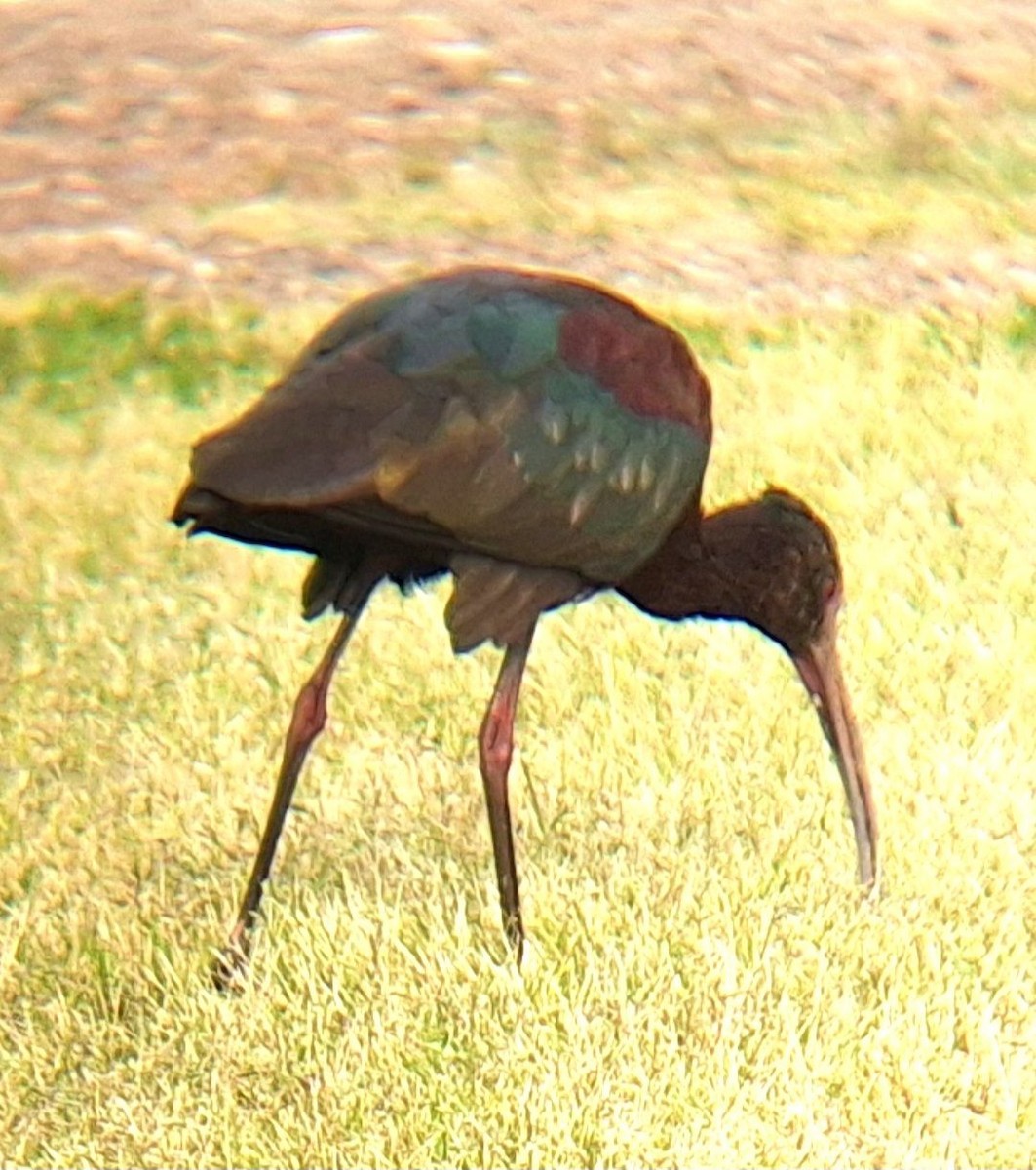 White-faced Ibis - ML616832127