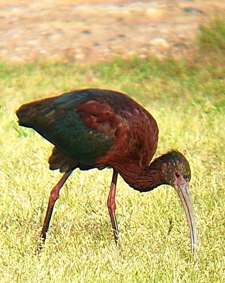 White-faced Ibis - ML616832128