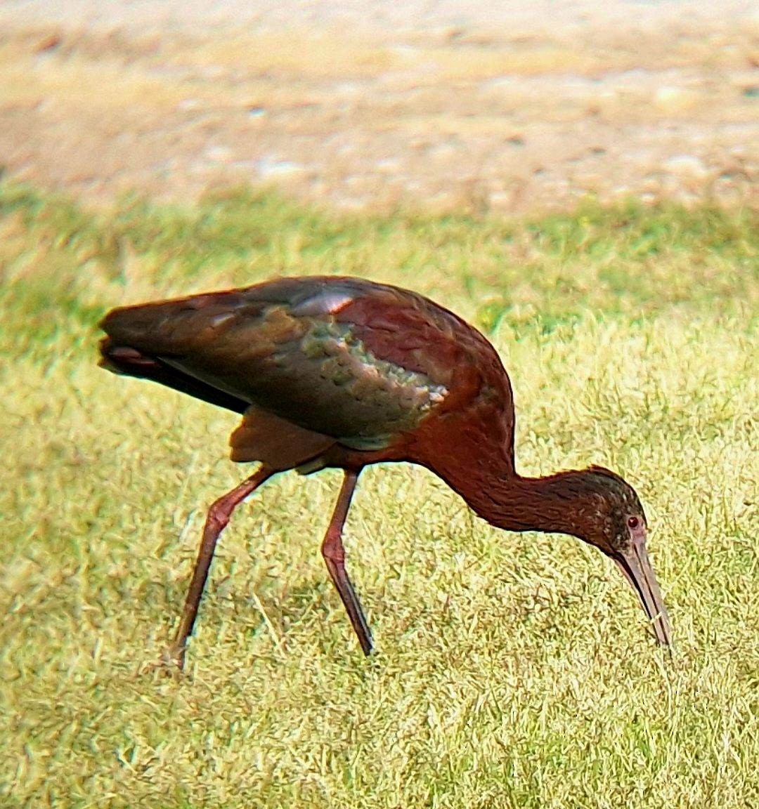 White-faced Ibis - Rijk Moräwe