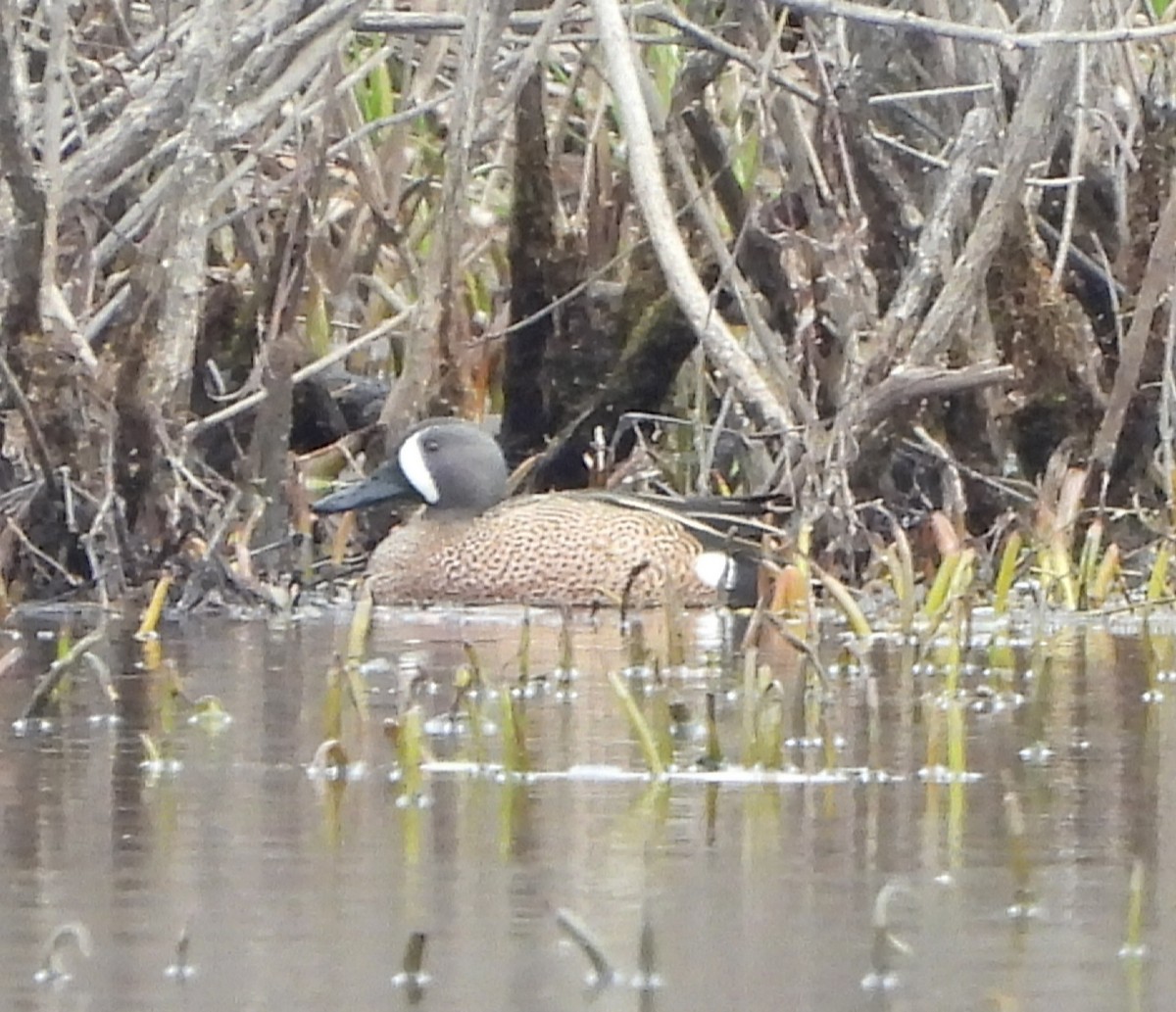 Blue-winged Teal - ML616832195