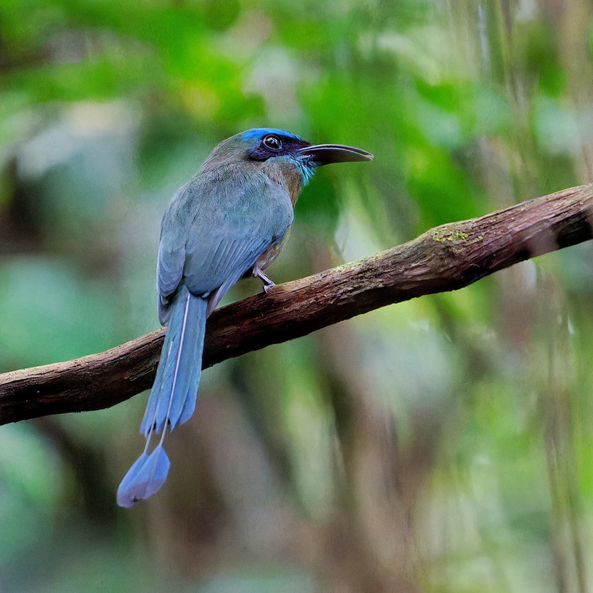 Keel-billed Motmot - Thomas Burns