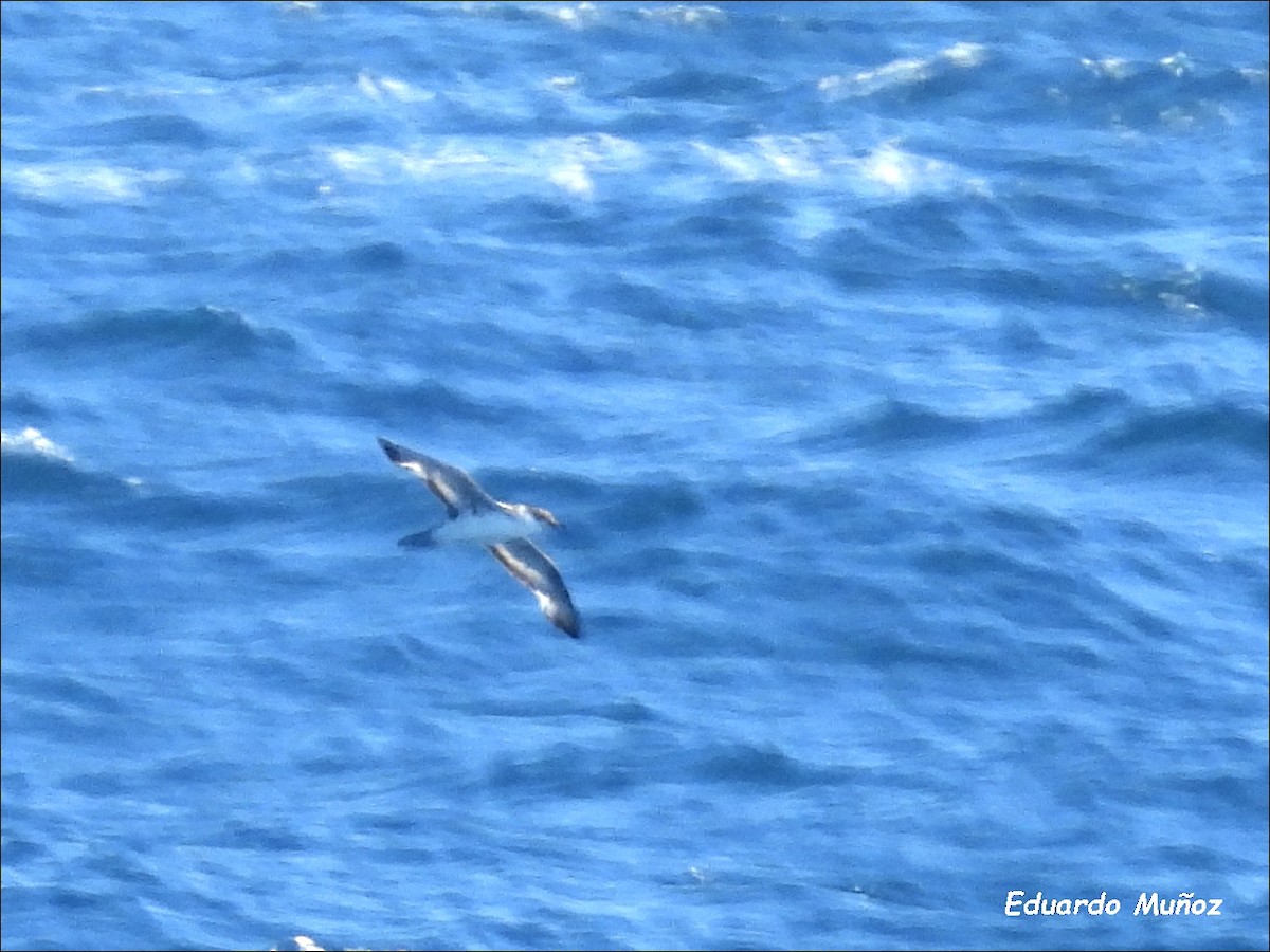 Great Shearwater - ML616832255