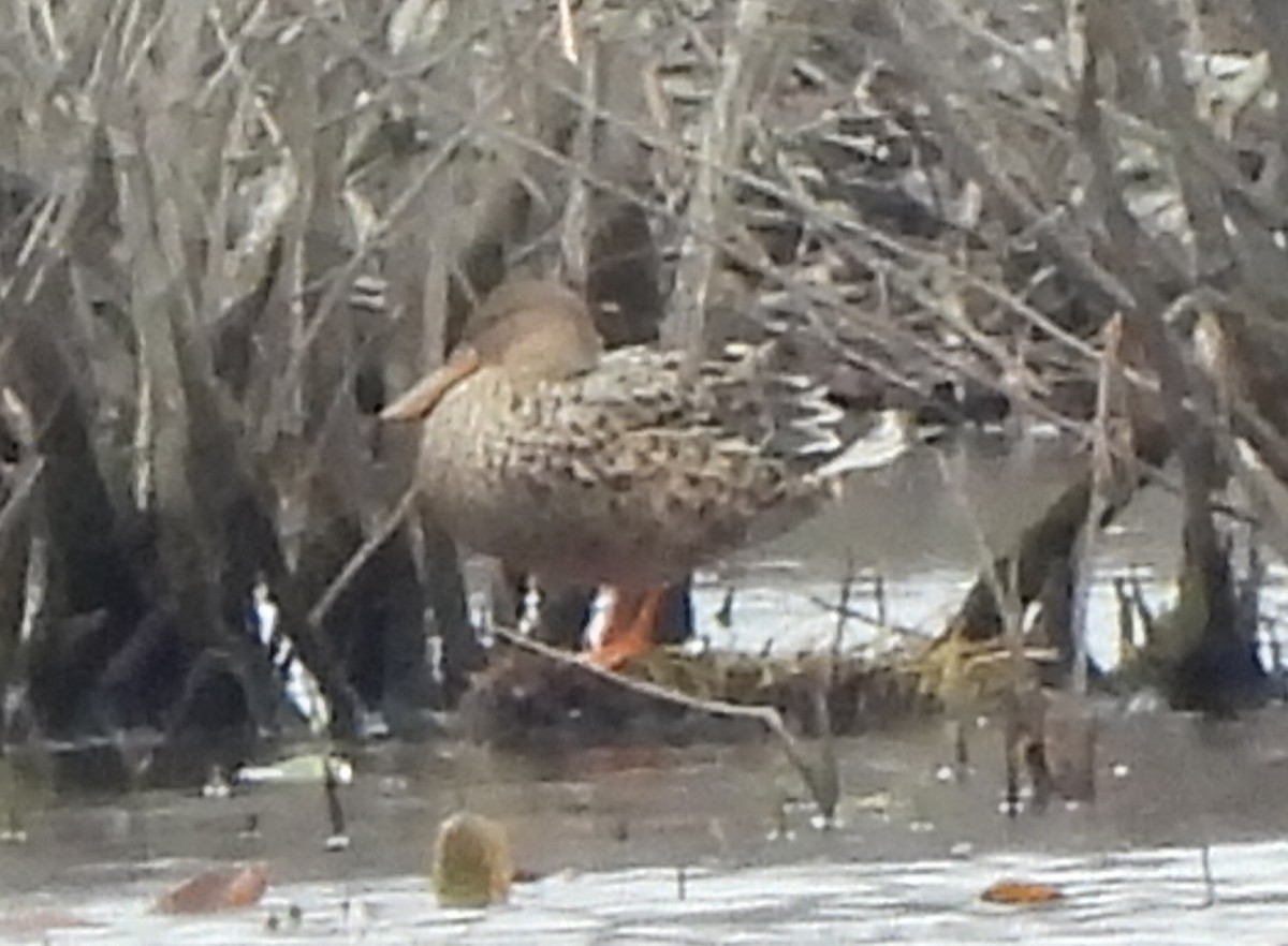 Northern Shoveler - ML616832282