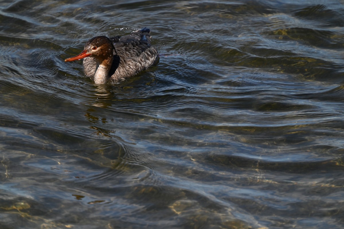 Red-breasted Merganser - ML616832298