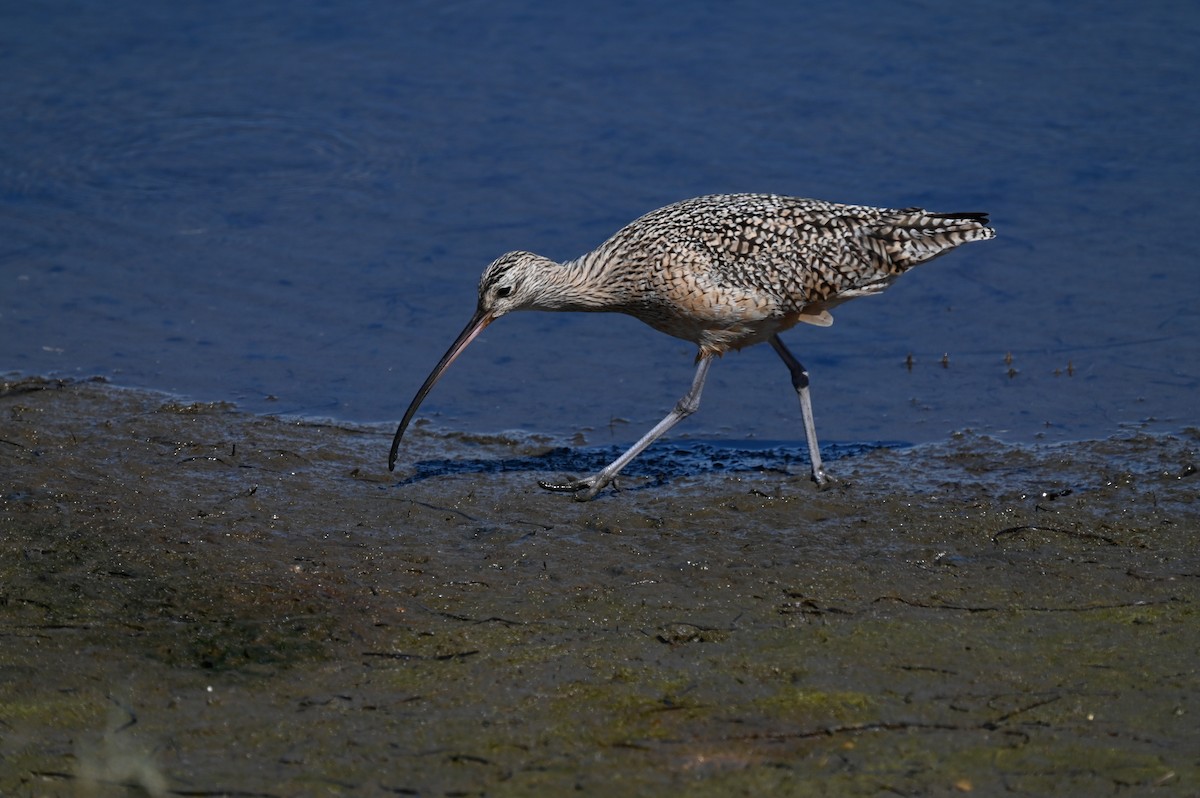 Long-billed Curlew - ML616832351