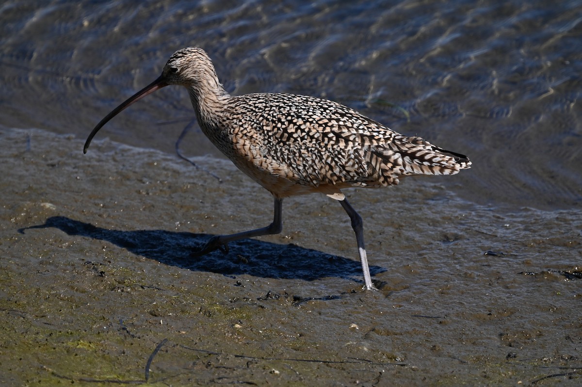 Long-billed Curlew - ML616832352
