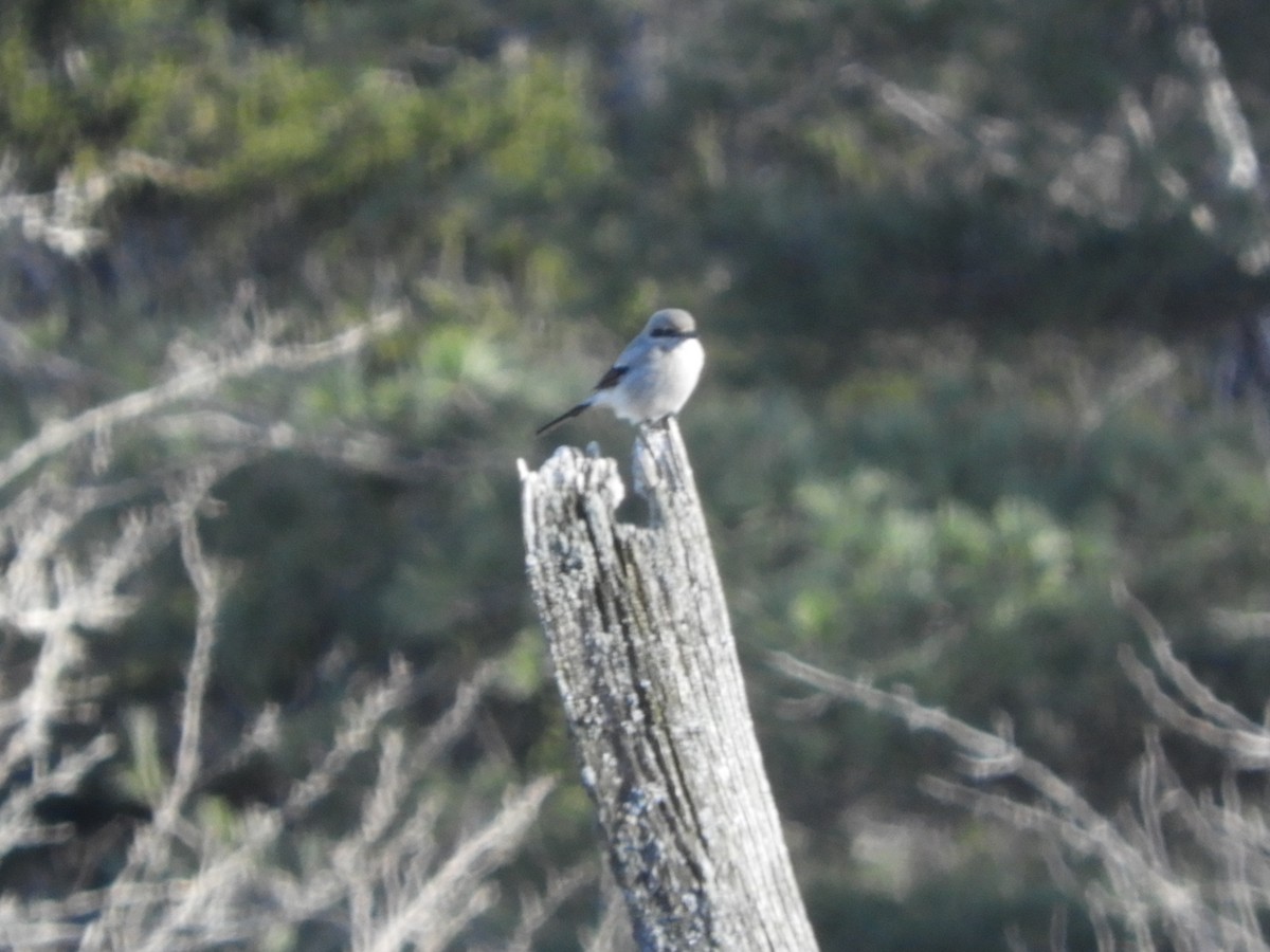 Northern Shrike - ML616832354