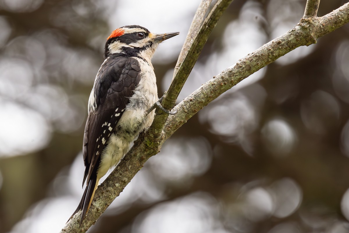 Hairy Woodpecker - ML616832401