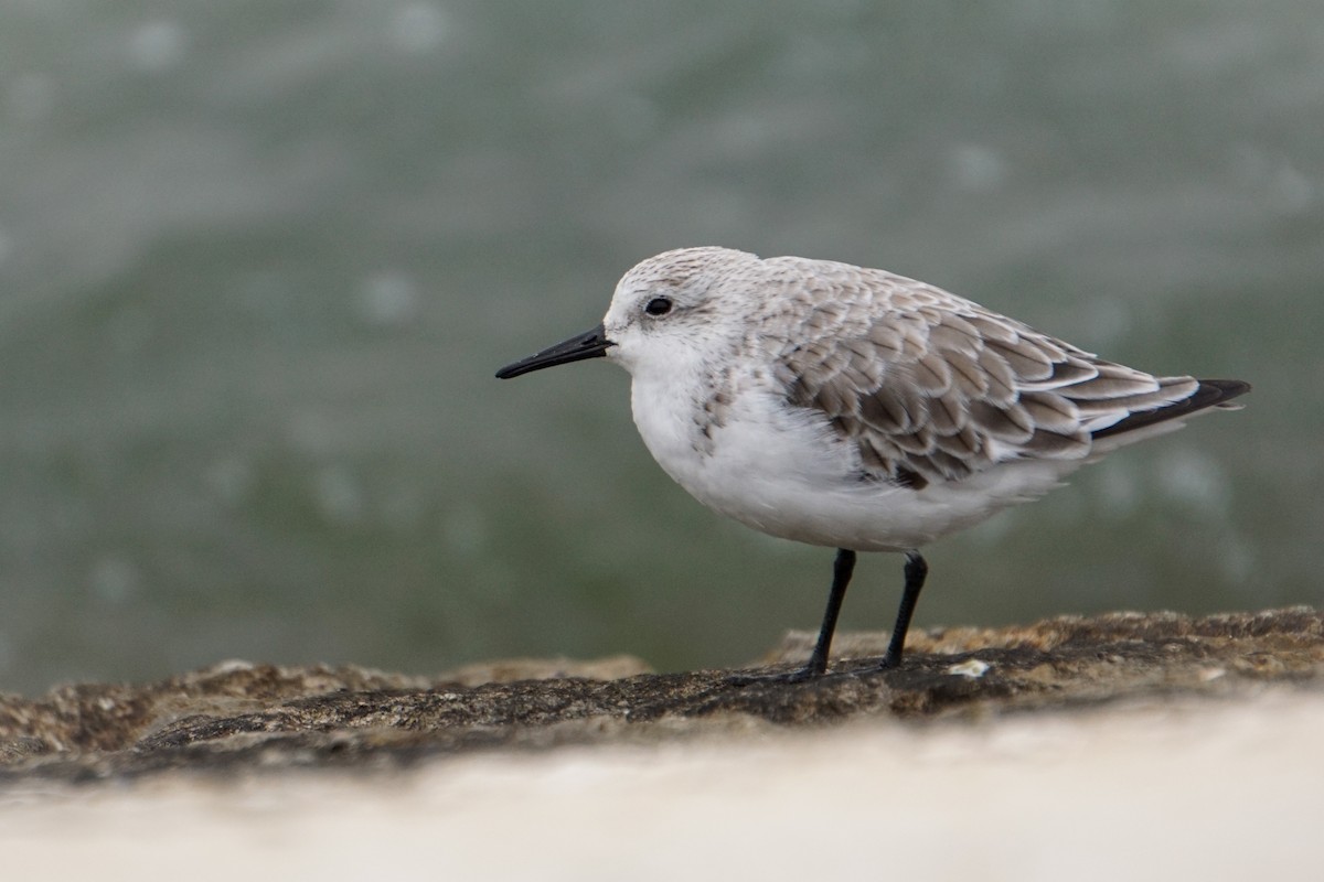 Sanderling - ML616832416