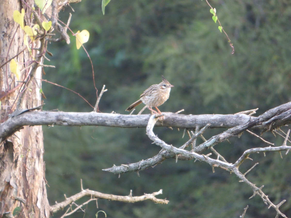 Chacobuschläufer - ML616832419