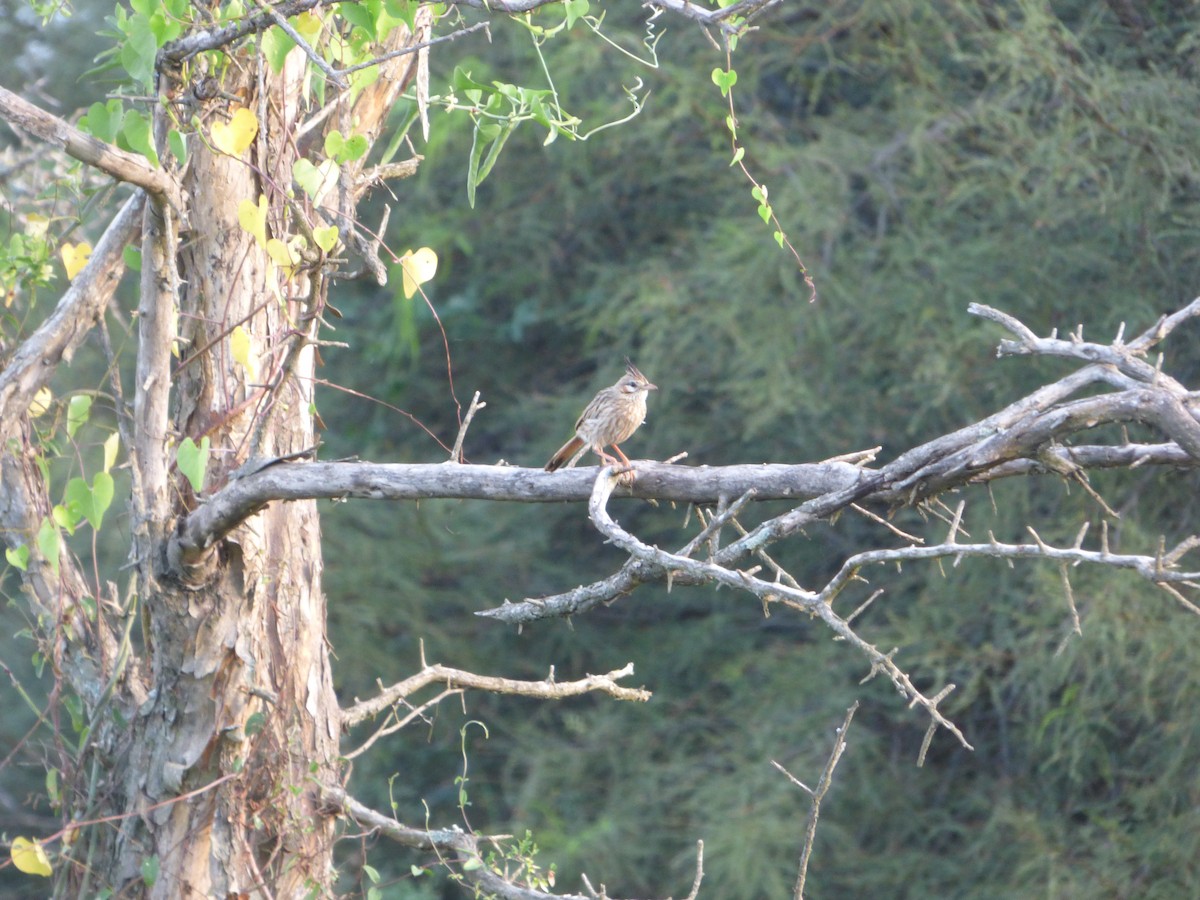 Chacobuschläufer - ML616832421