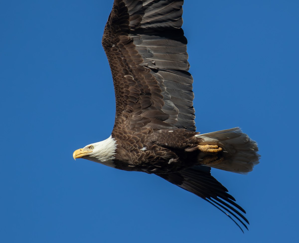 Weißkopf-Seeadler - ML616832423