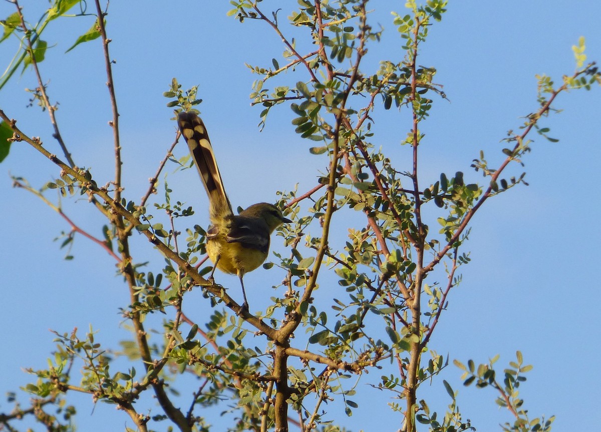 Greater Wagtail-Tyrant - ML616832433