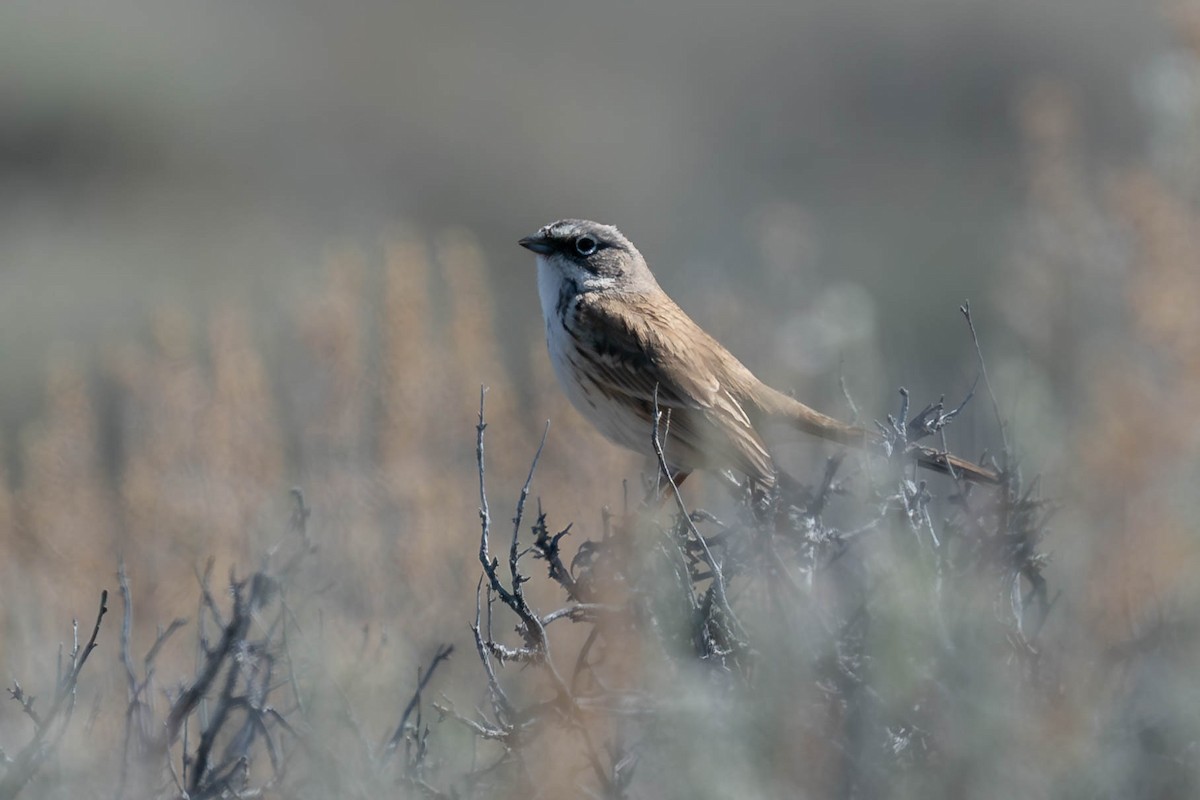 Sagebrush Sparrow - ML616832435