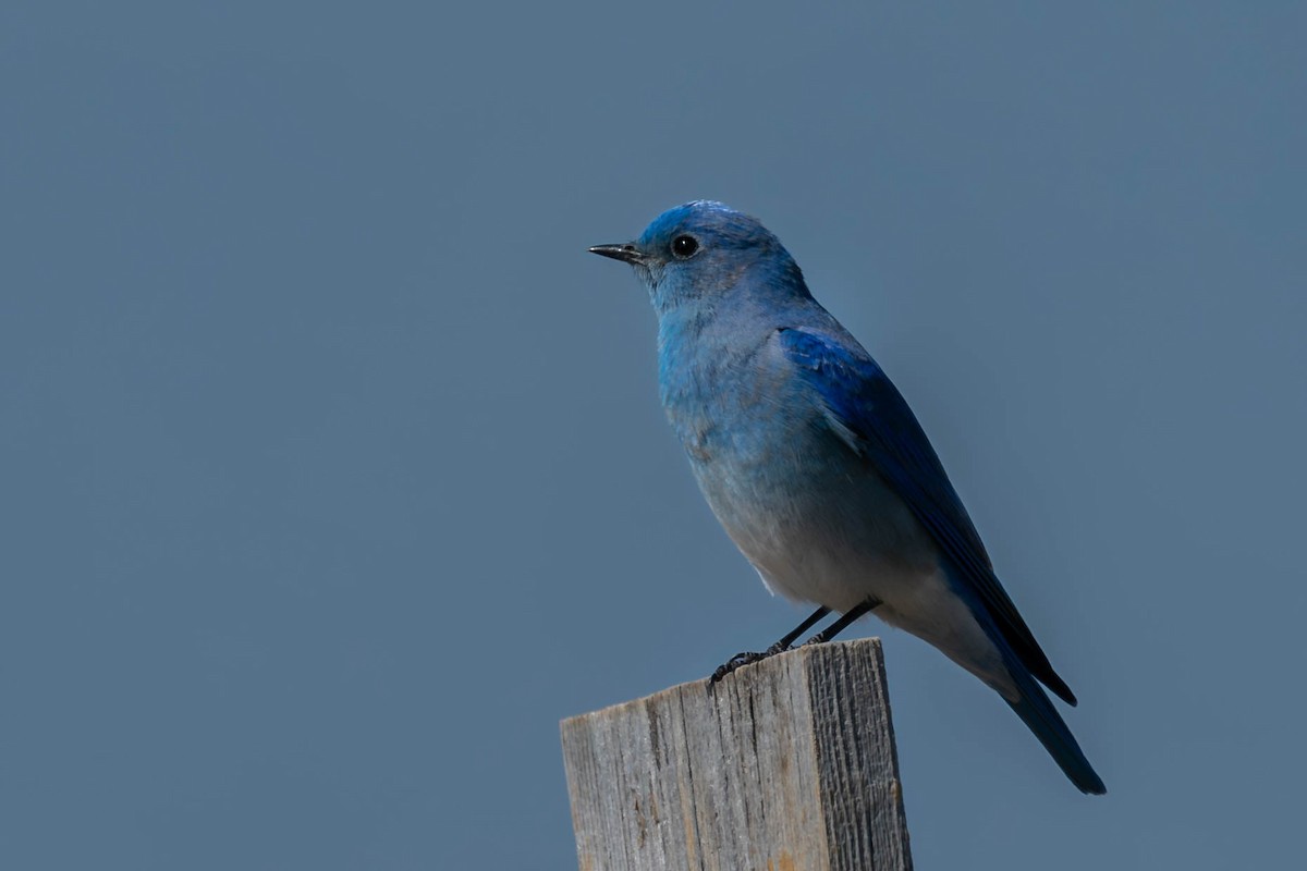 Mountain Bluebird - Shawn Moorman