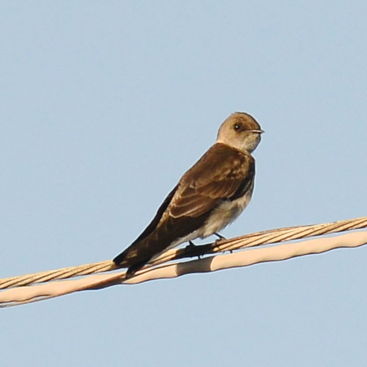 Northern Rough-winged Swallow - ML616832534