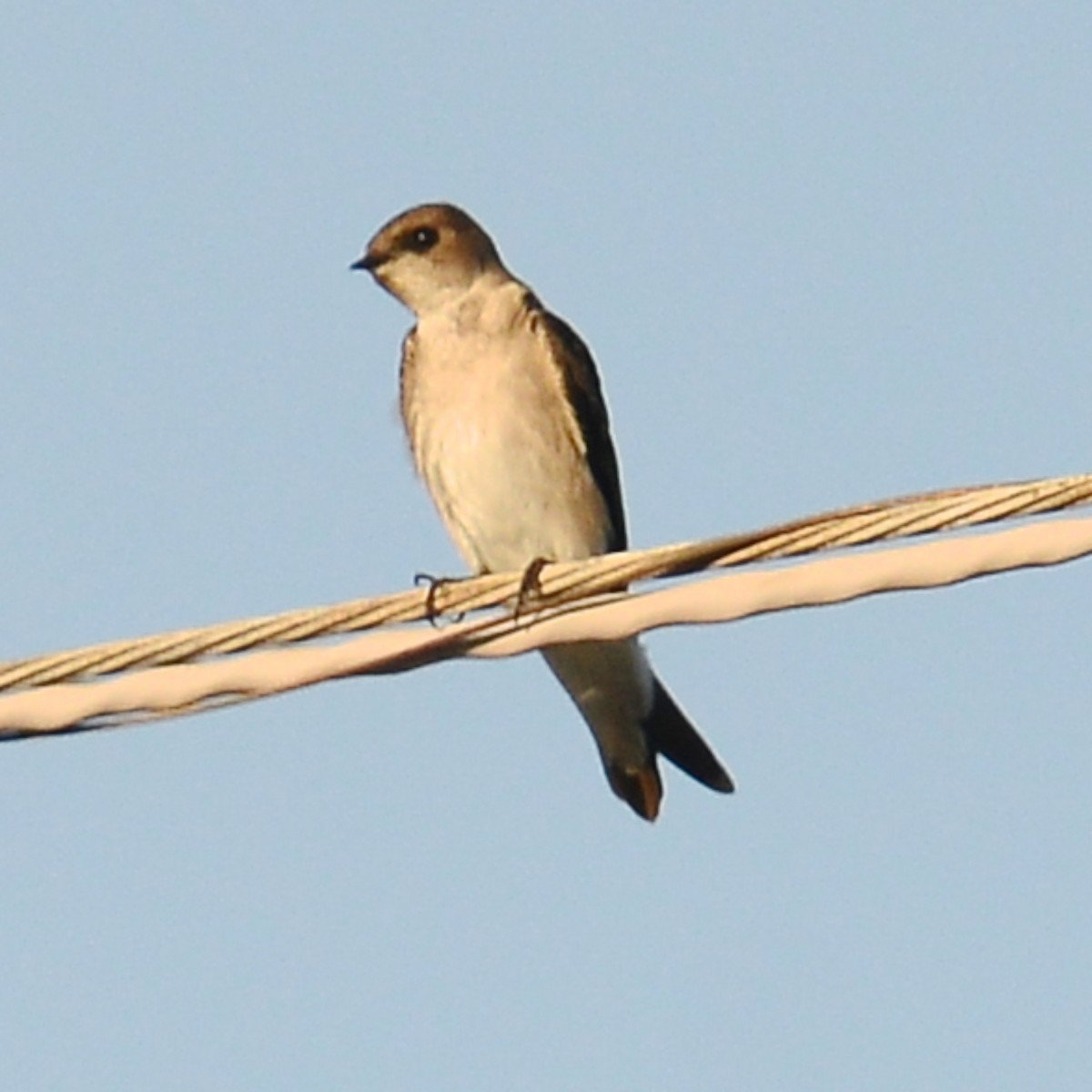 Northern Rough-winged Swallow - ML616832535