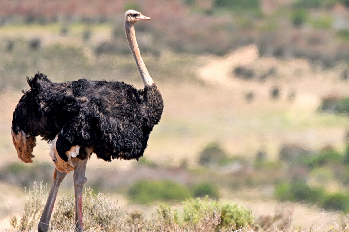 Common Ostrich - ML616832550