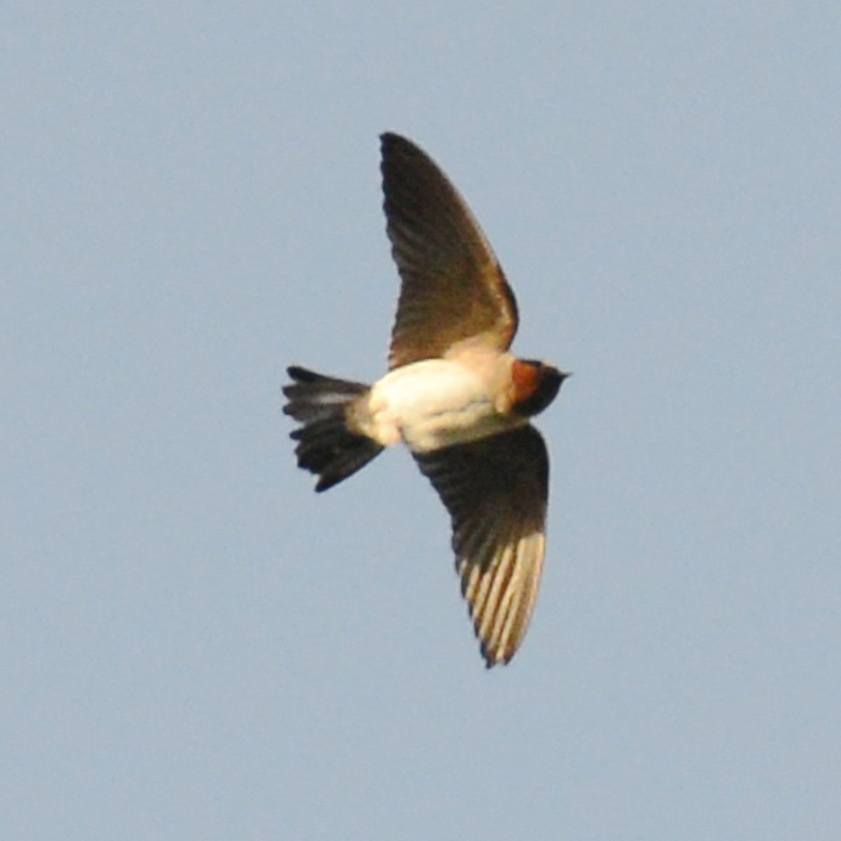 Cliff Swallow - T Reed