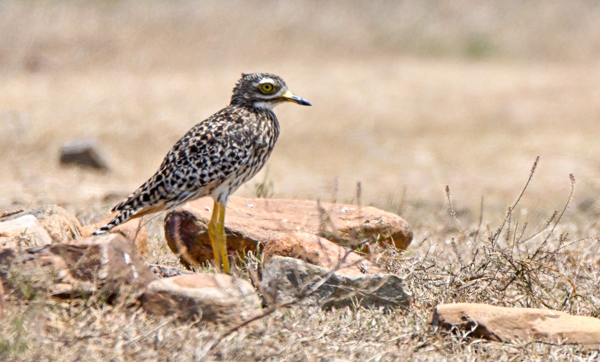 Spotted Thick-knee - ML616832559