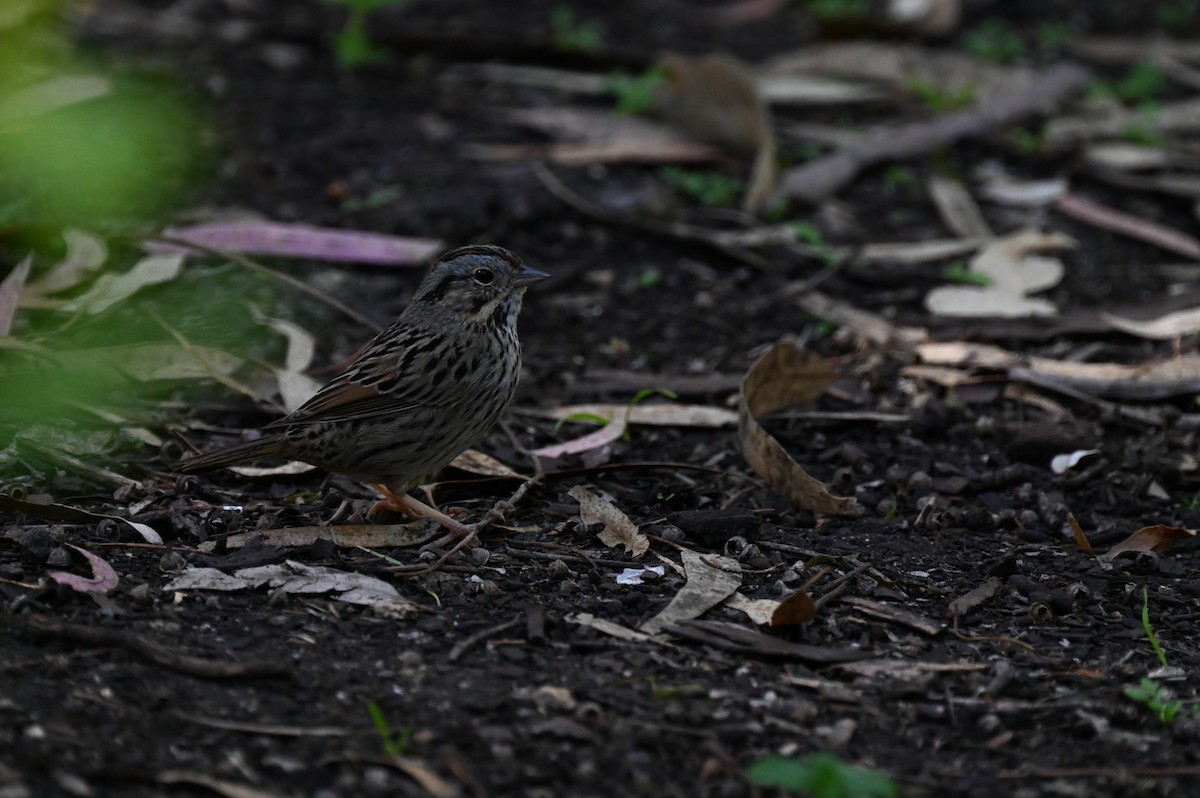 Lincoln's Sparrow - ML616832629