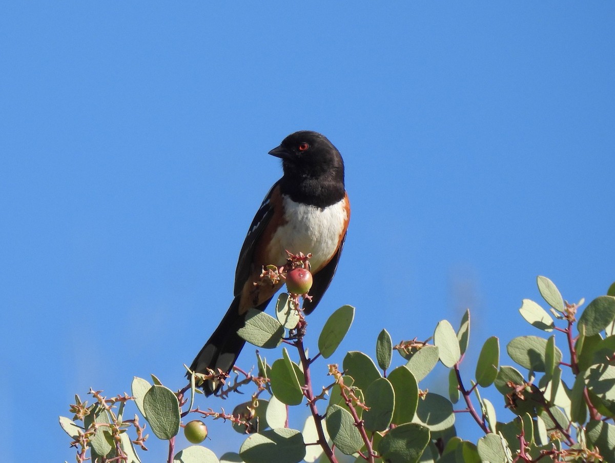 Spotted Towhee - ML616832643