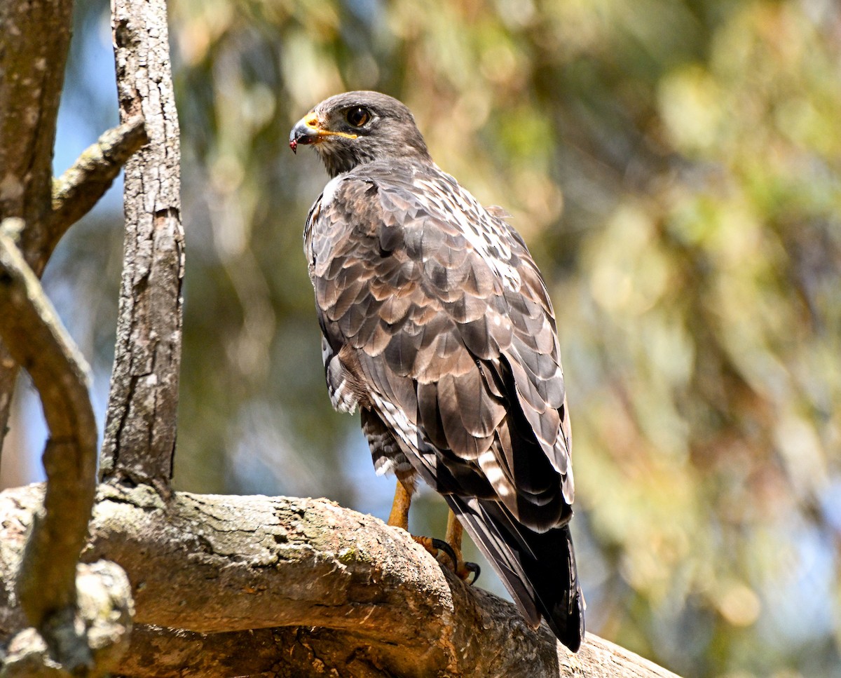 Rufous-breasted Sparrowhawk - Herb Marshall